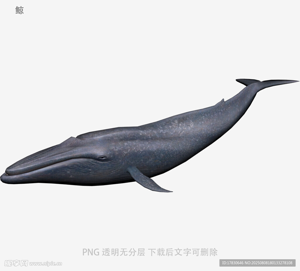 鲸