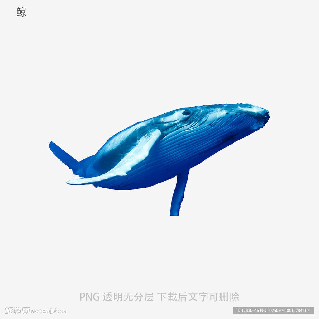鲸
