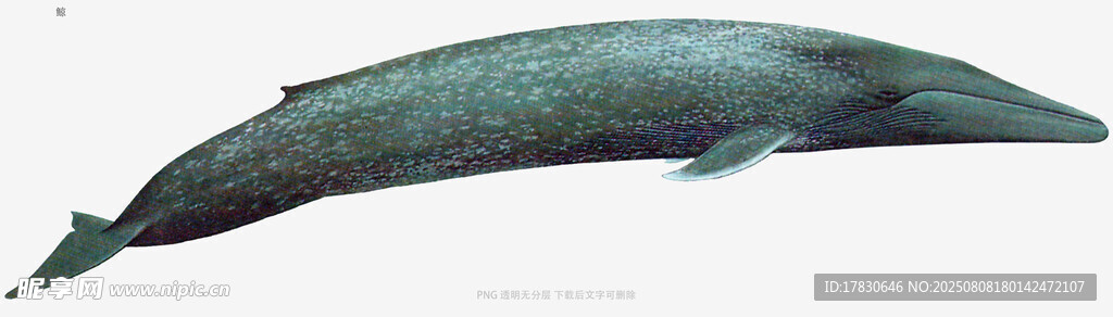 鲸