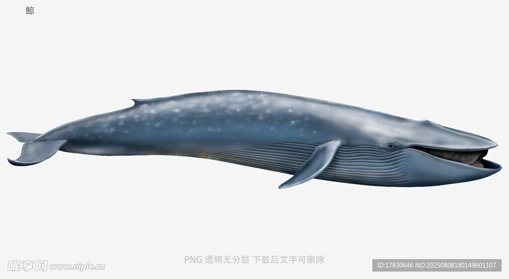 鲸