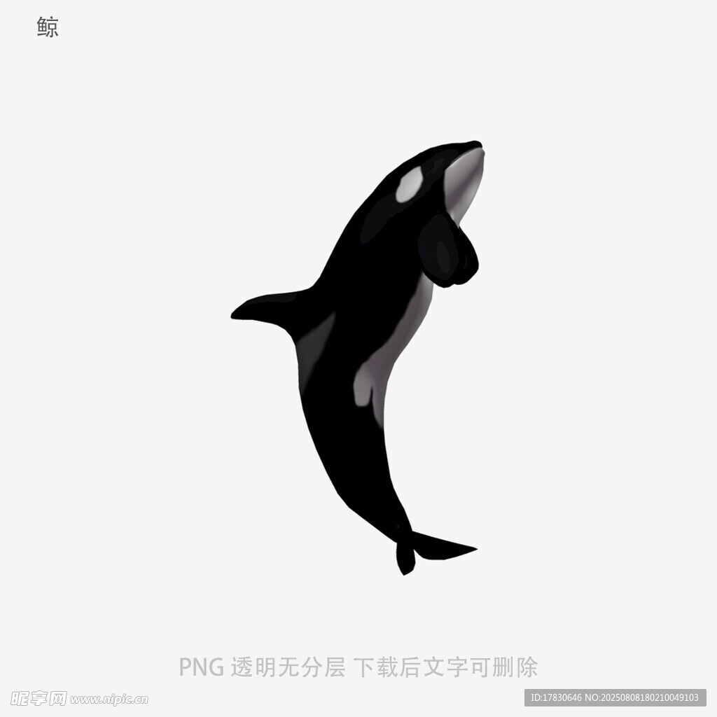 鲸