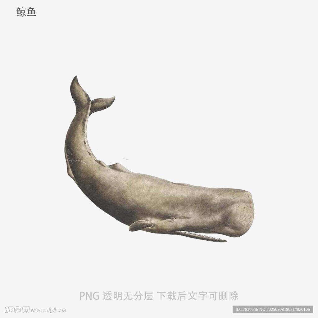 鲸鱼
