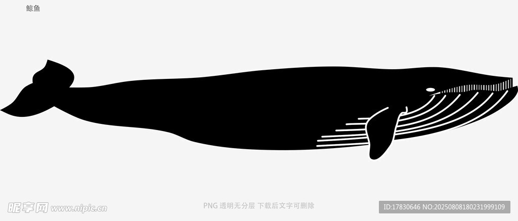 鲸鱼
