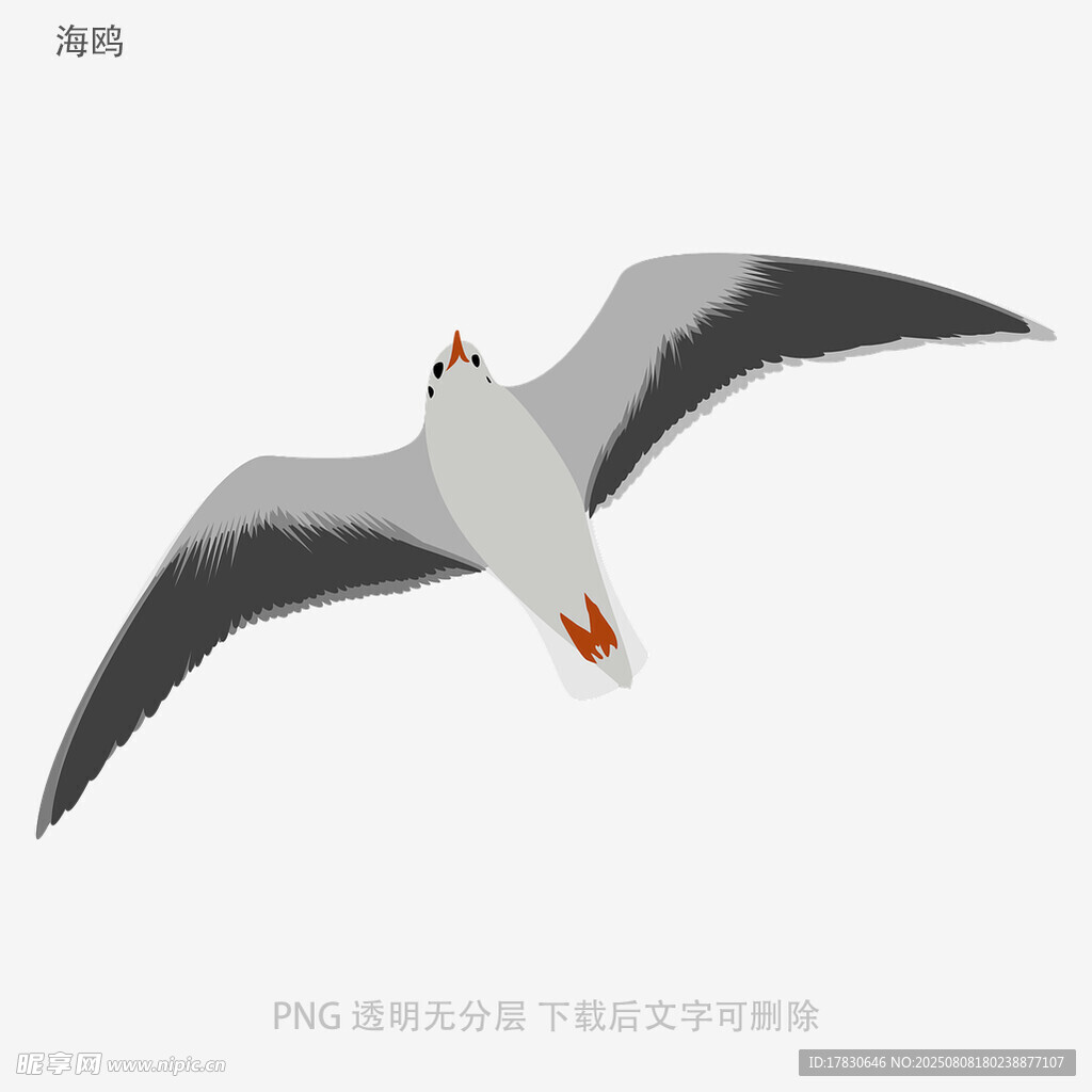 海鸥