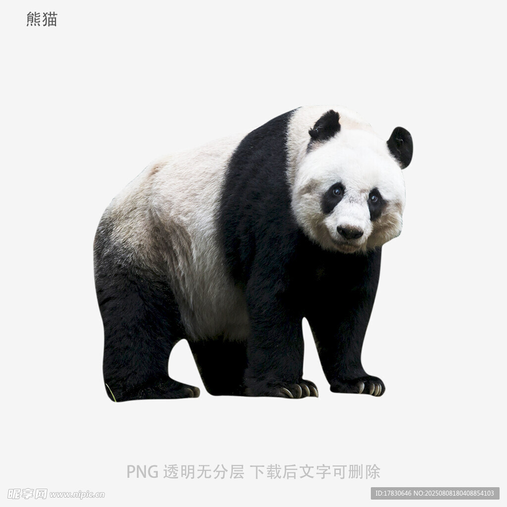 熊猫
