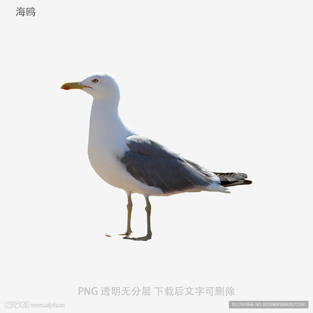 海鸥