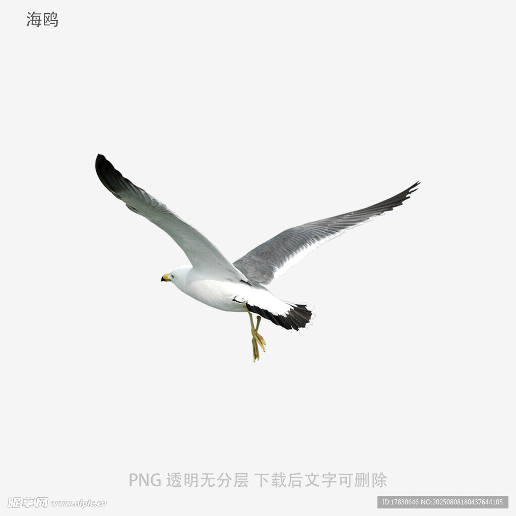海鸥