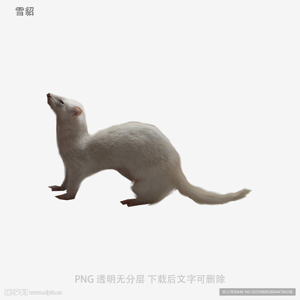 雪貂