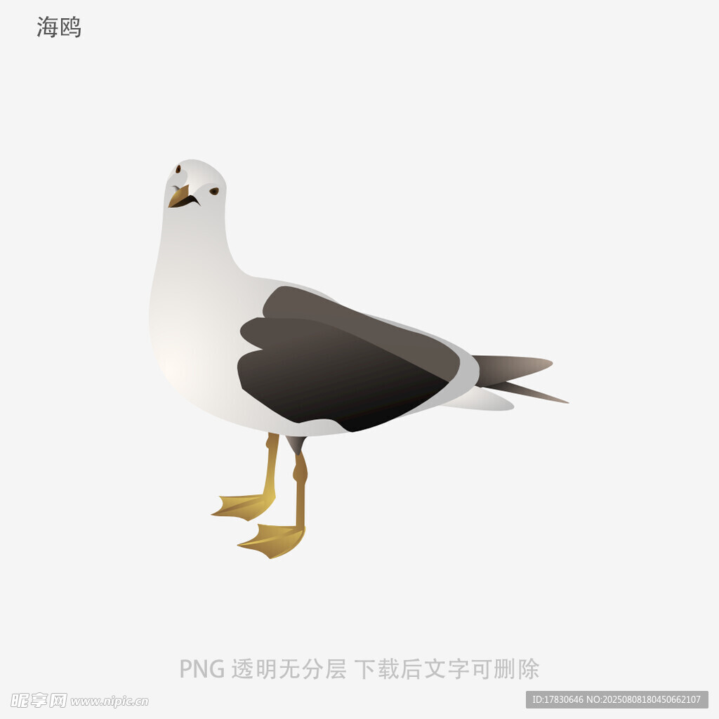 海鸥