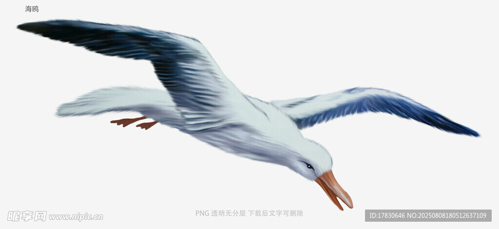 海鸥