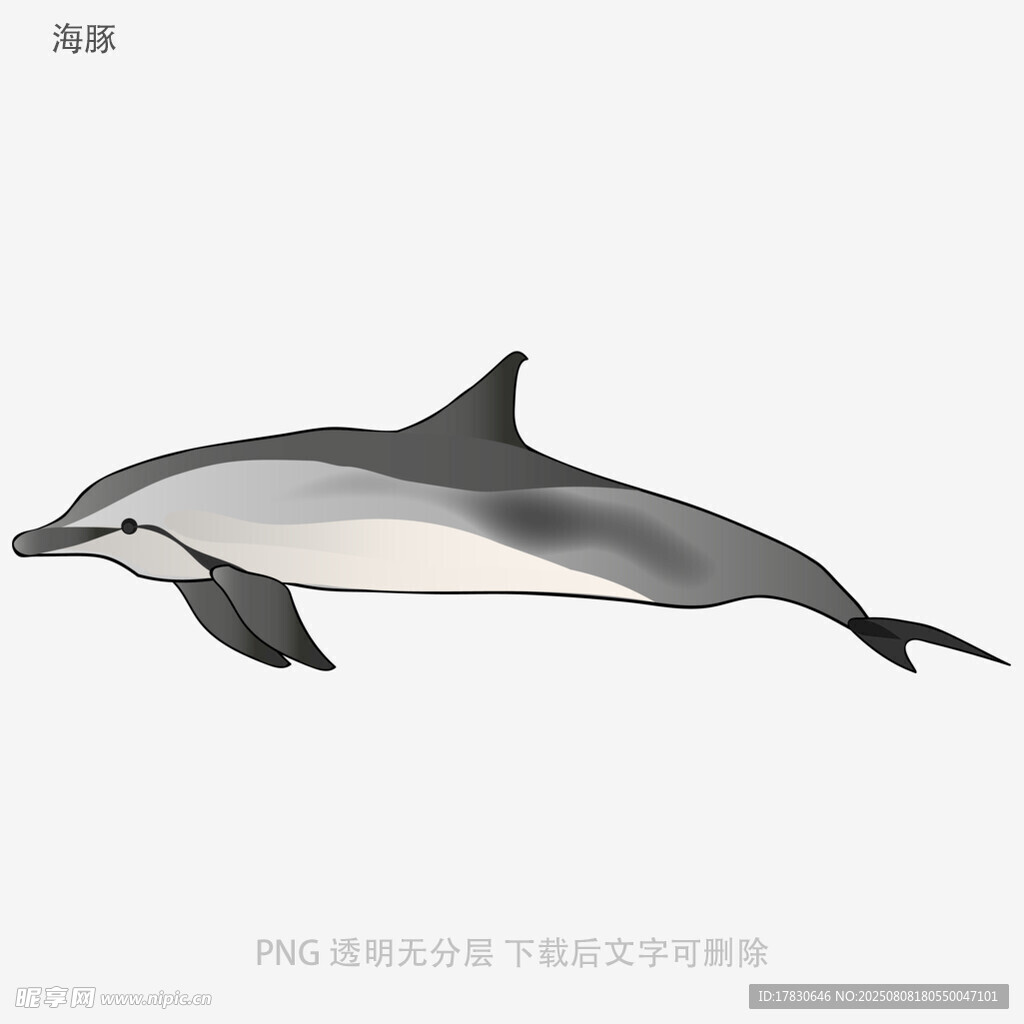 海豚