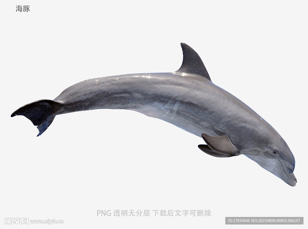 海豚