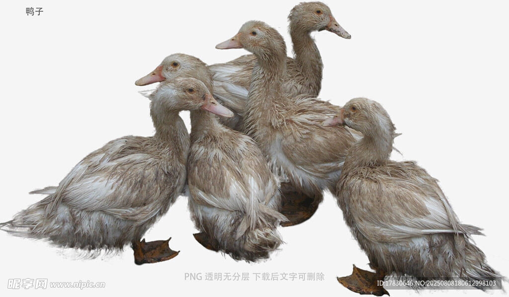 鸭子