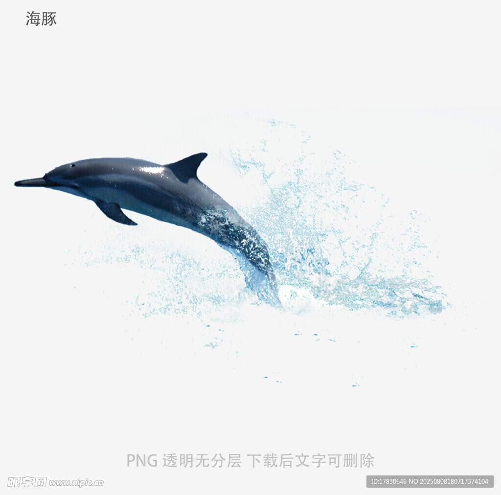 海豚