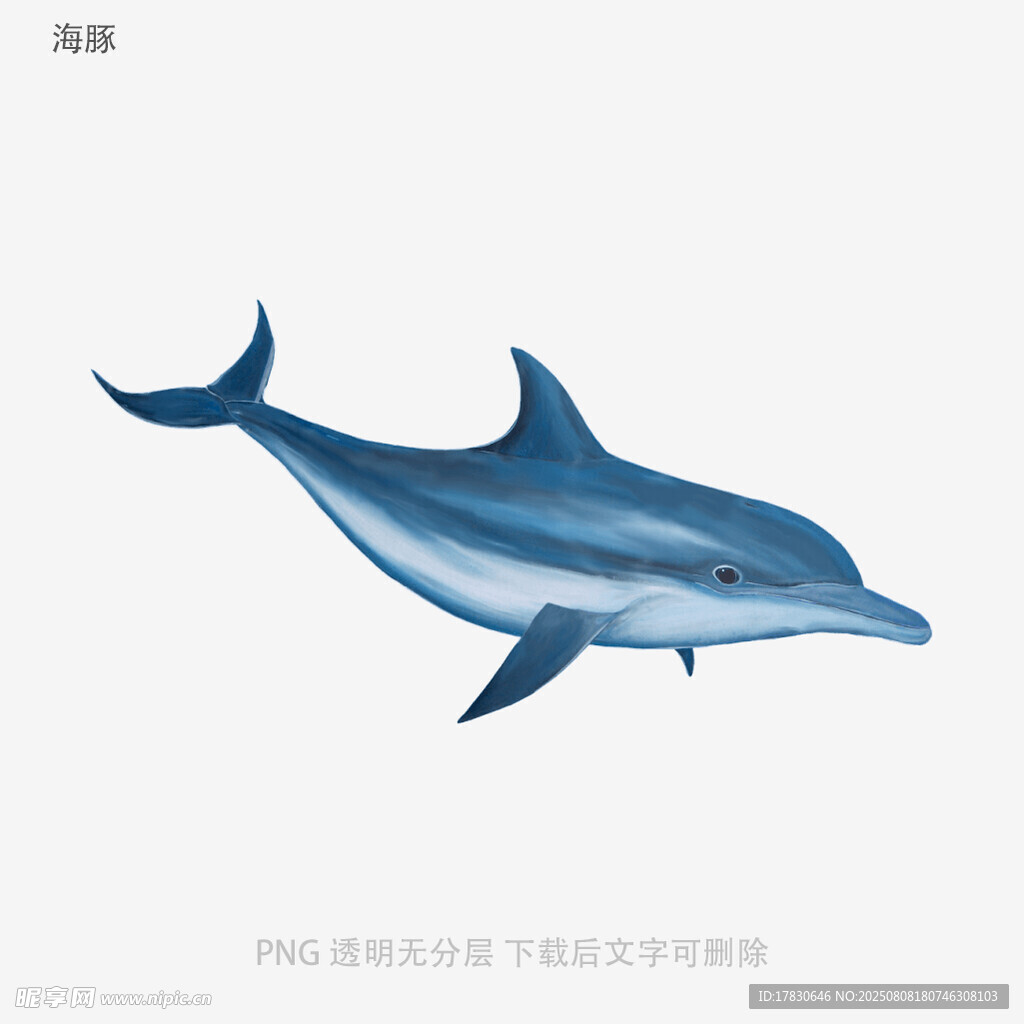 海豚