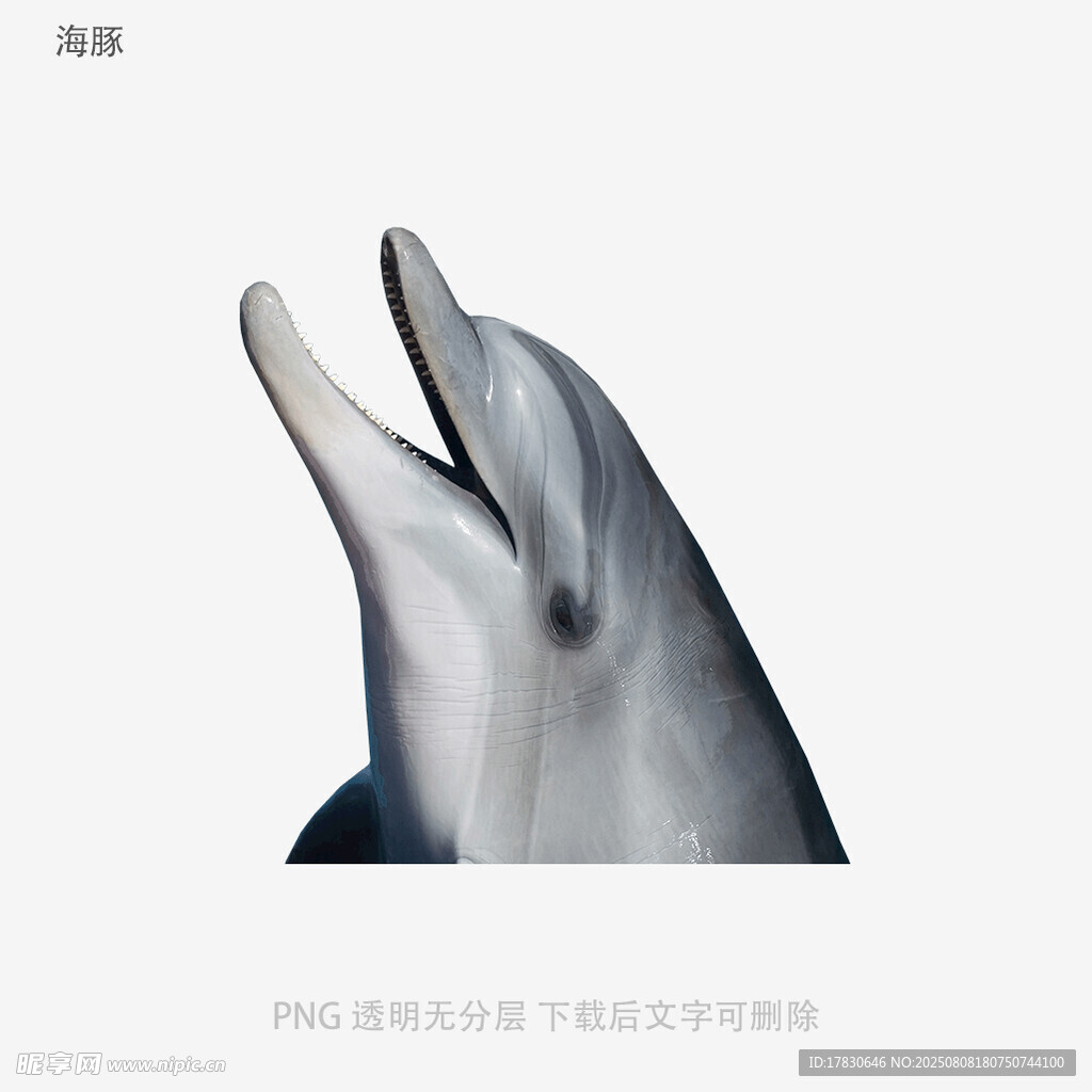 海豚