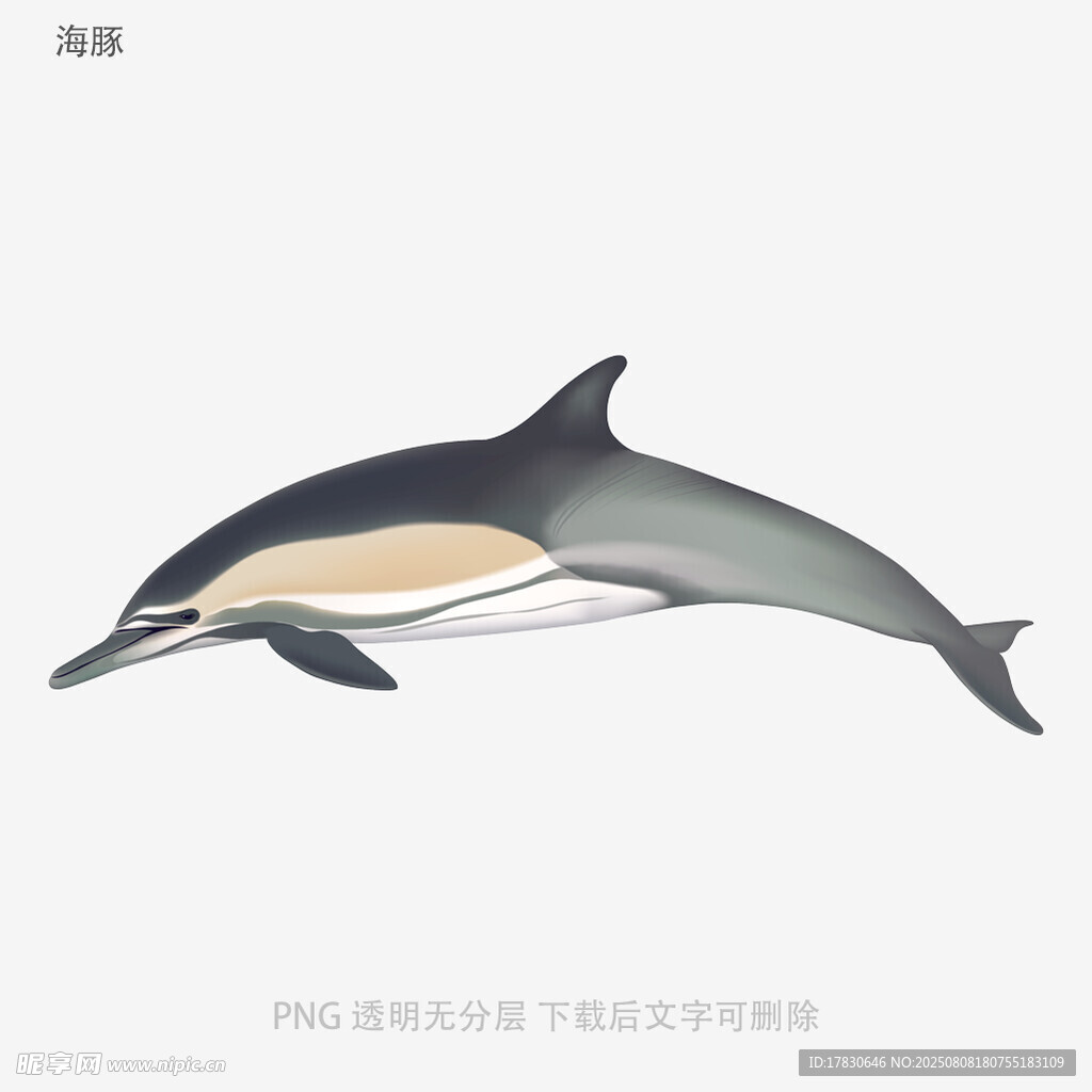 海豚