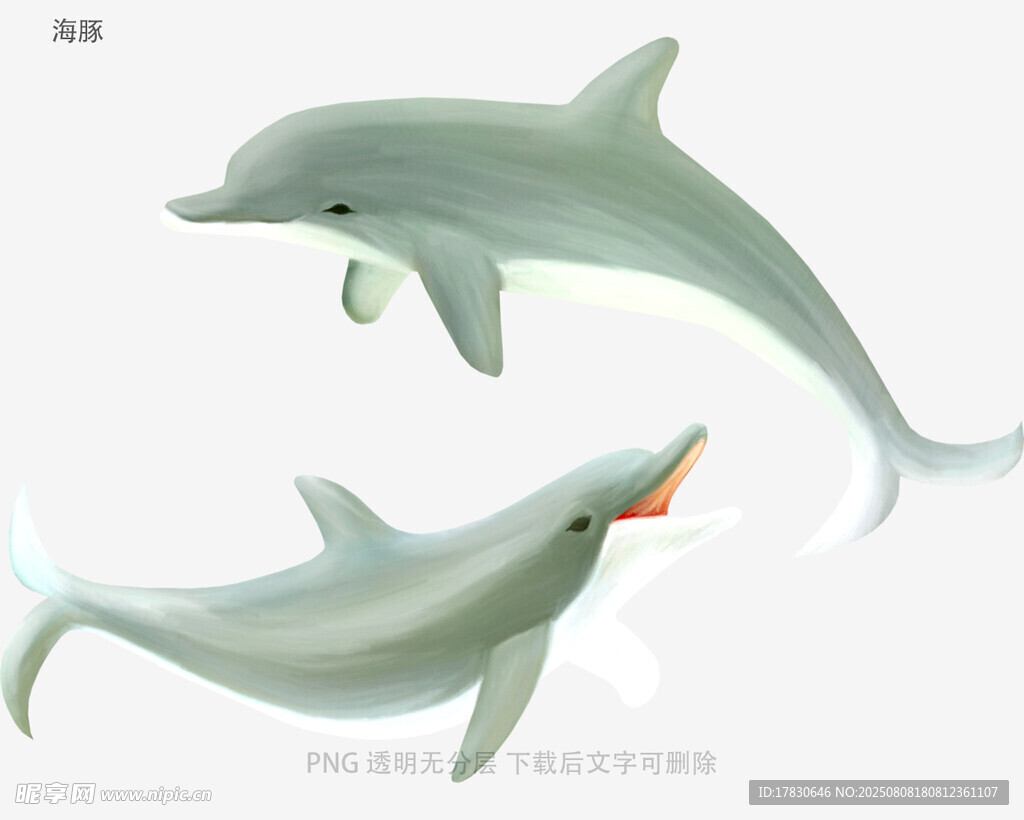 海豚