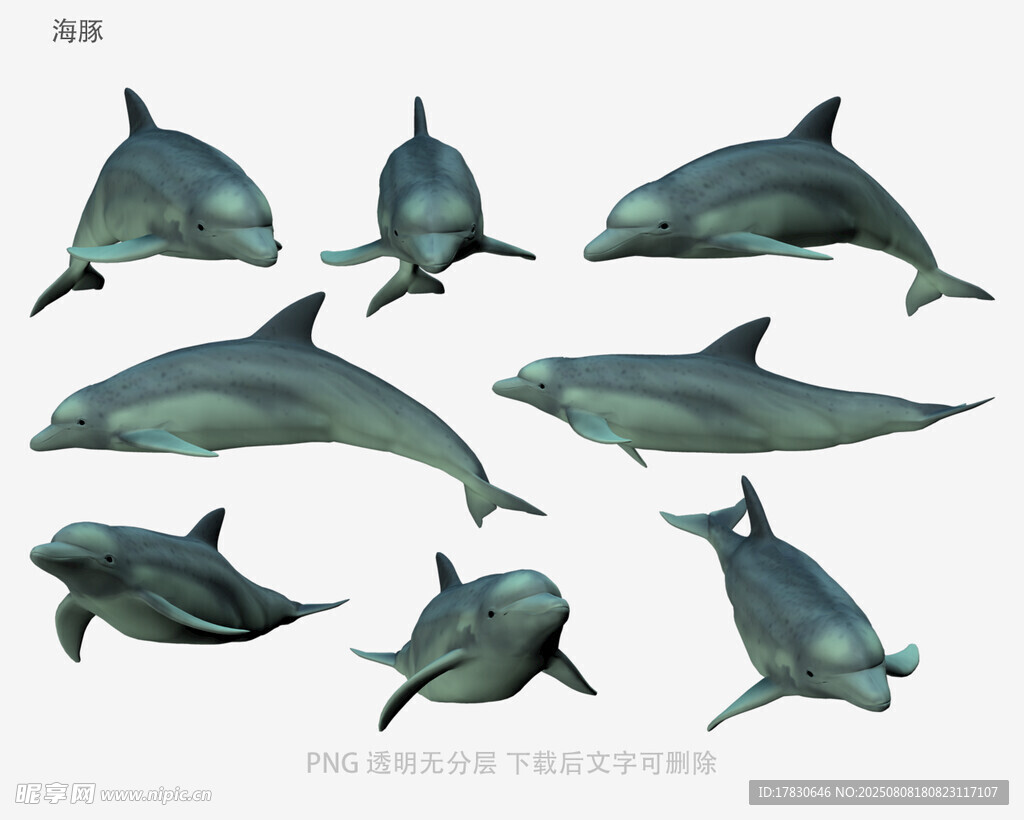 海豚