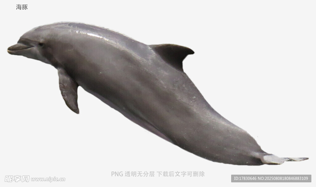 海豚