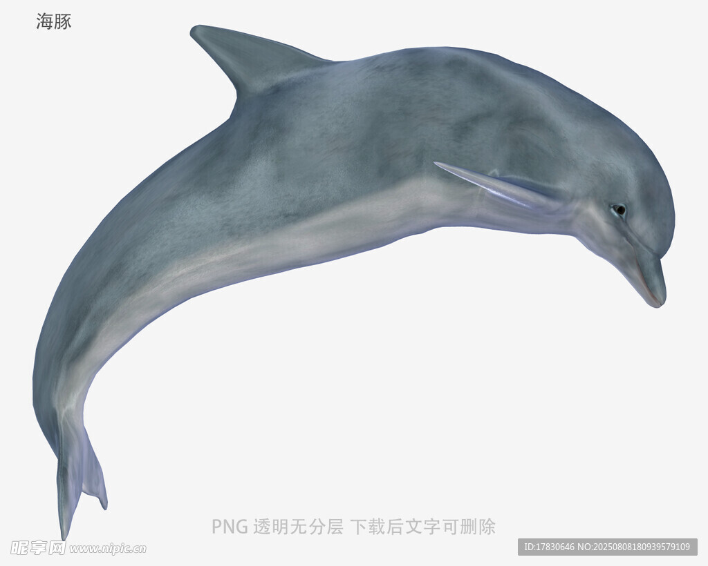 海豚