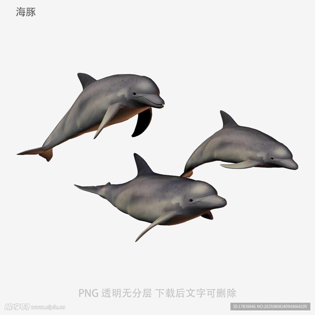 海豚