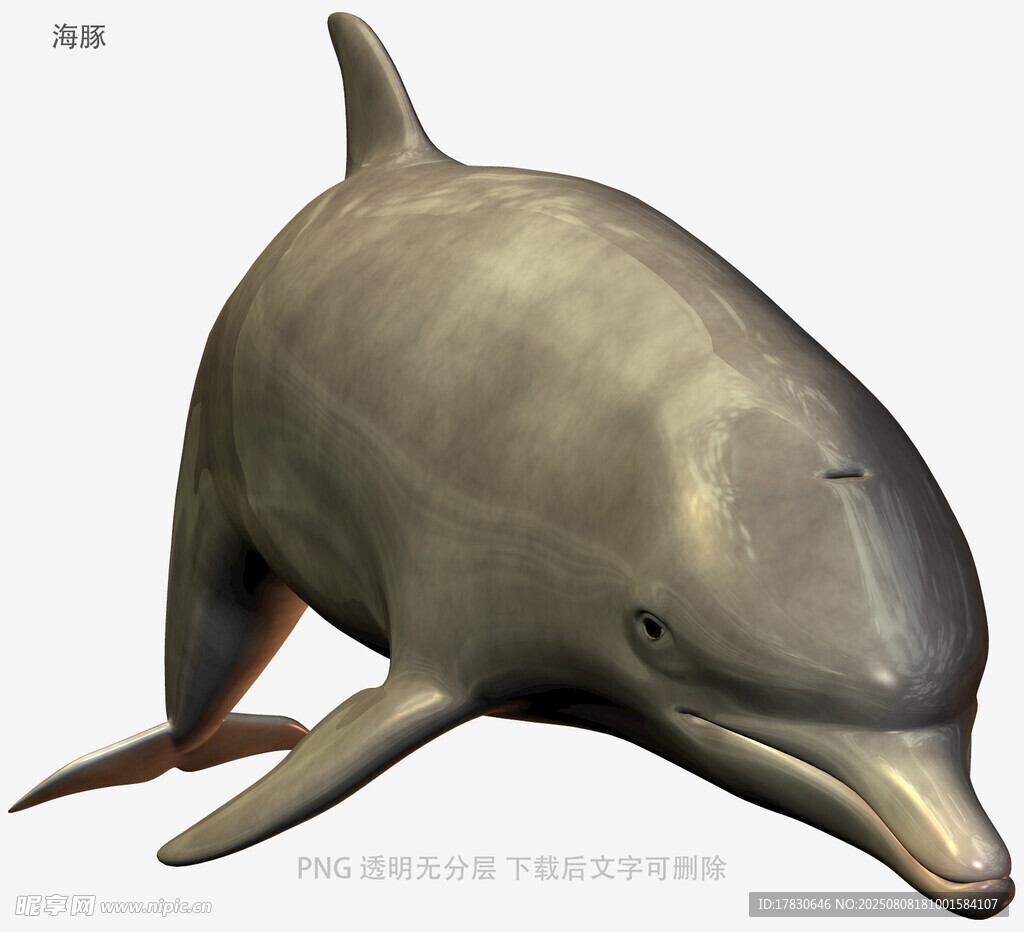 海豚