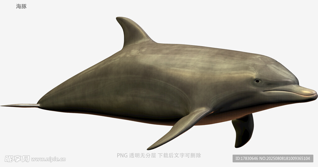 海豚