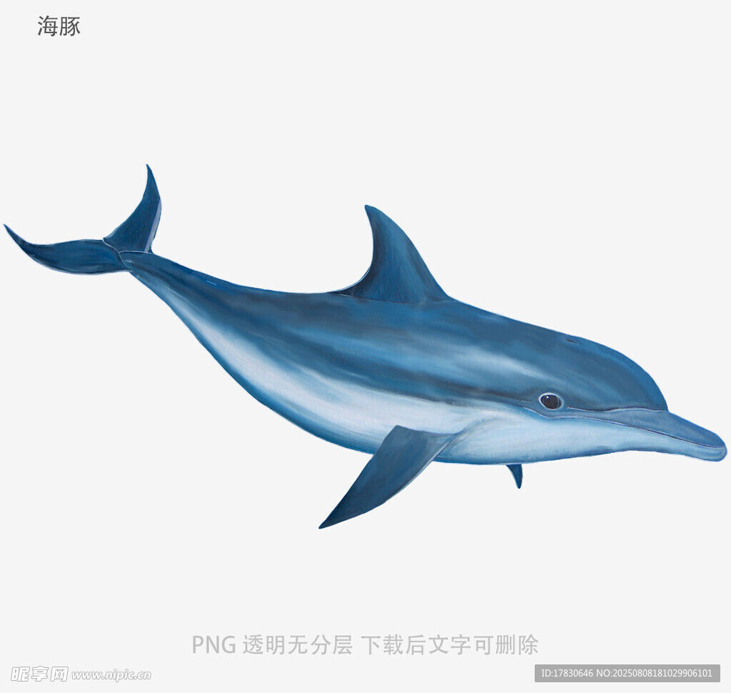 海豚