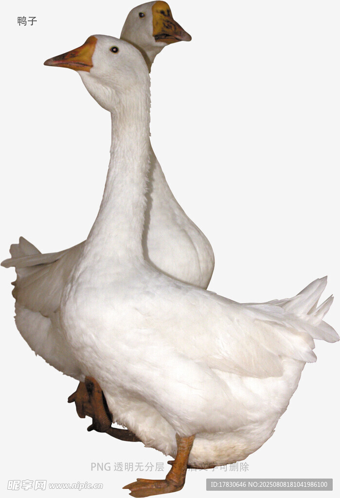 鸭子