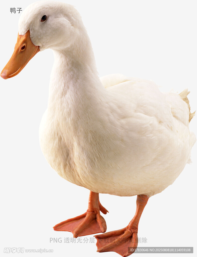 鸭子