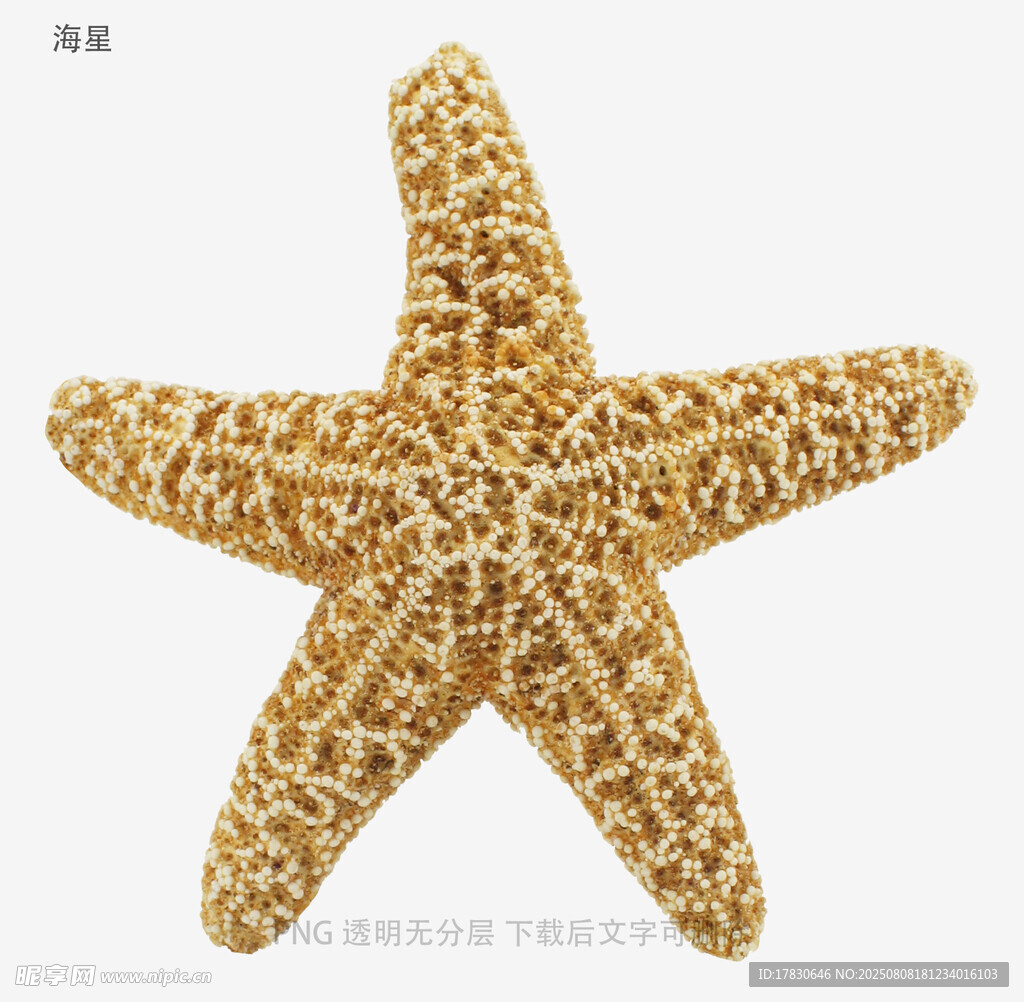 海星