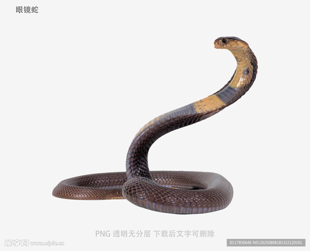 眼镜蛇
