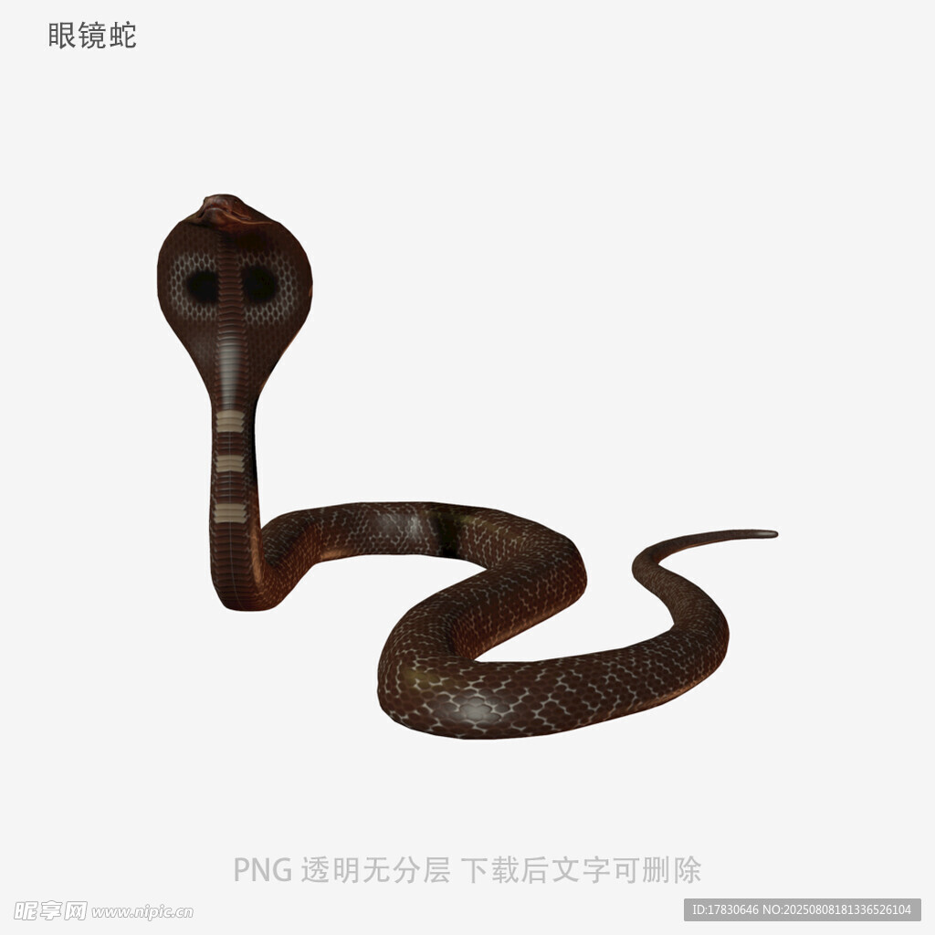 眼镜蛇
