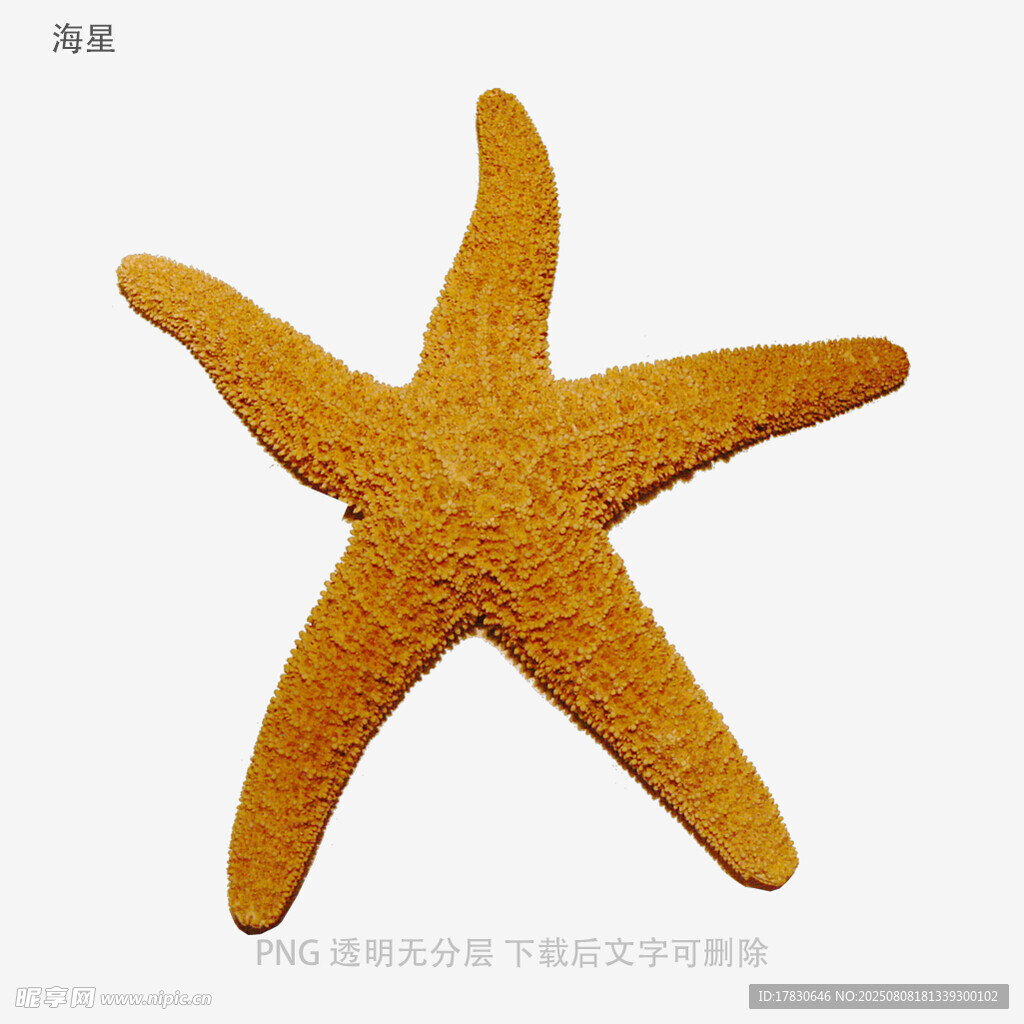 海星