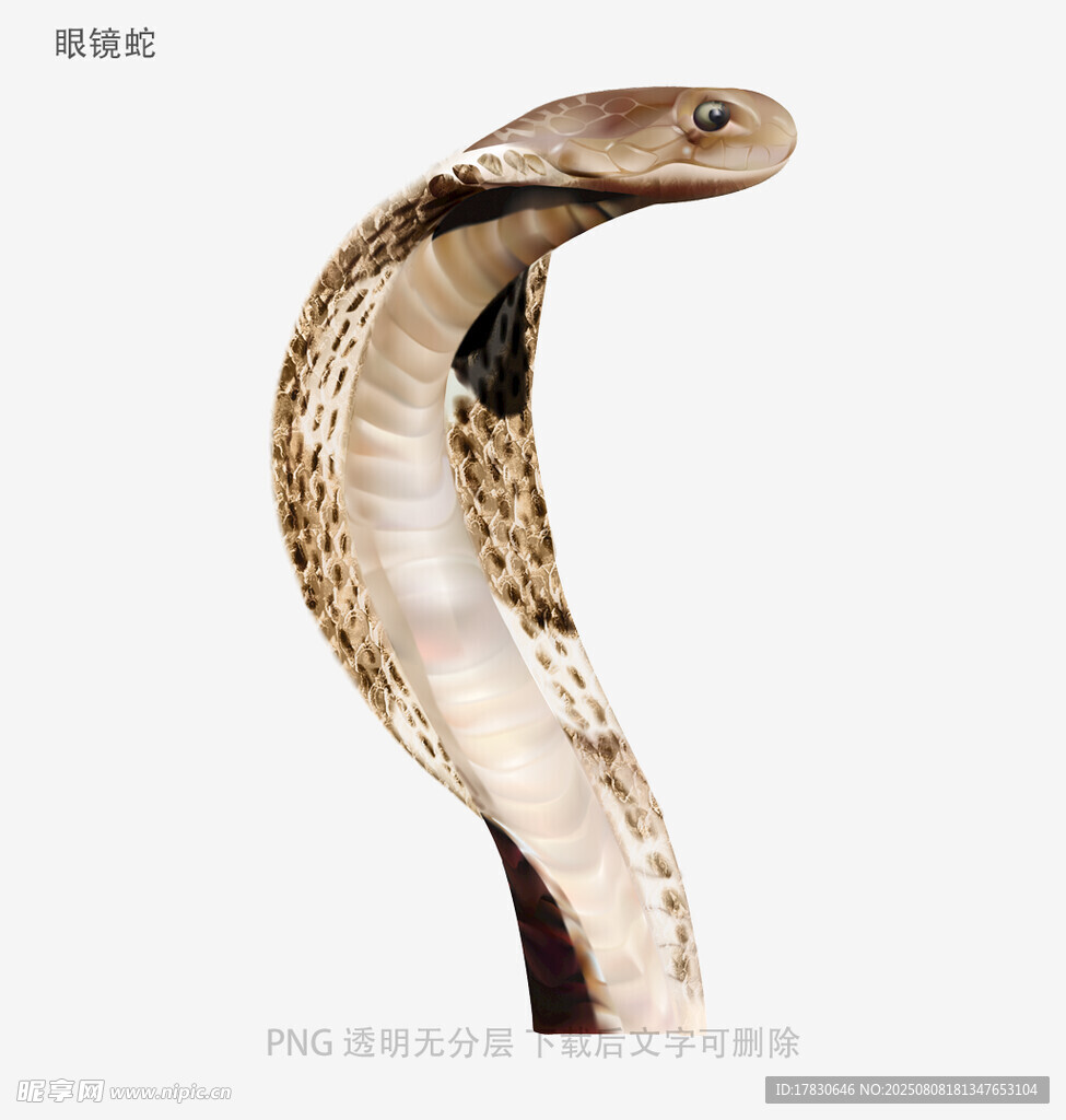 眼镜蛇