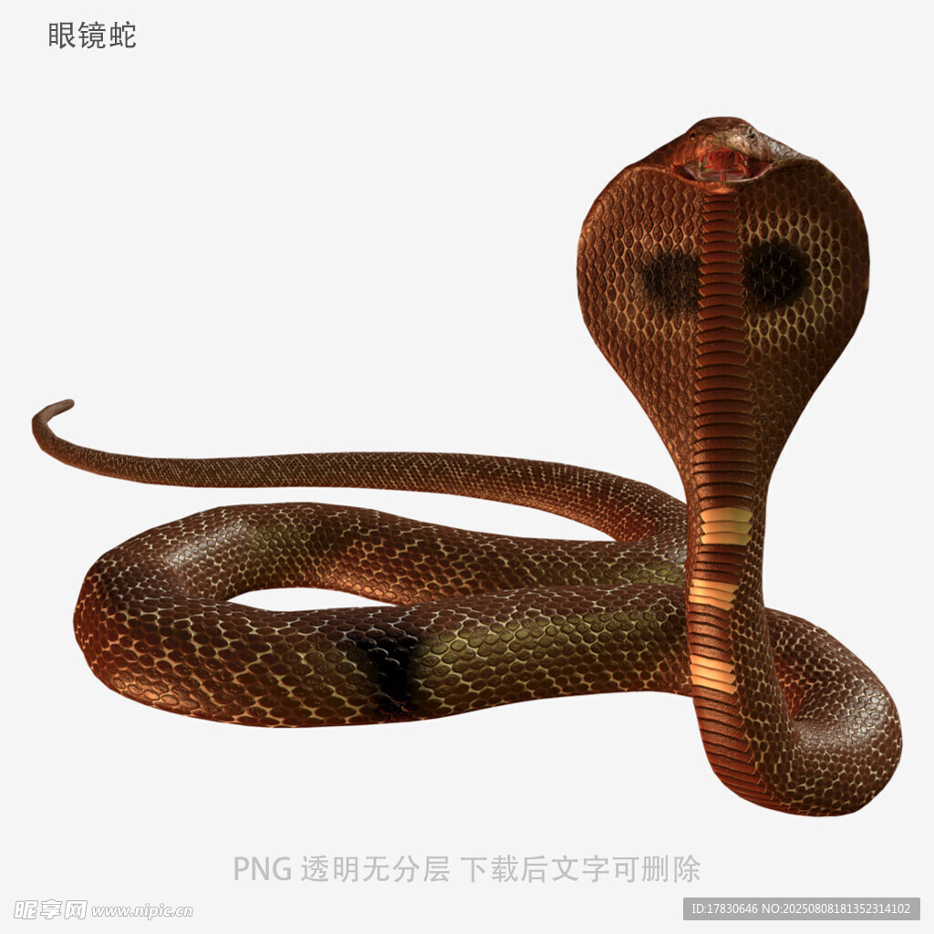眼镜蛇