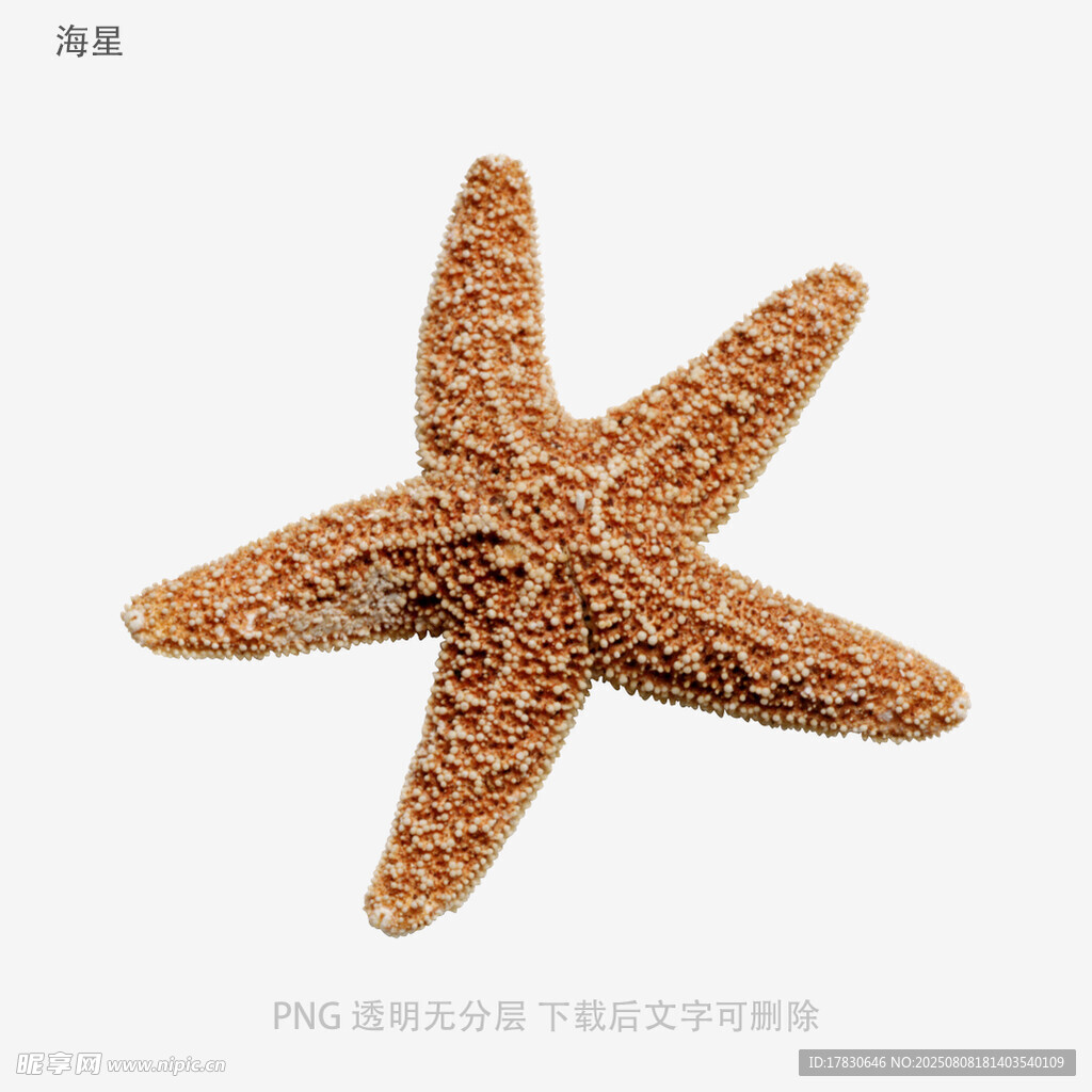 海星