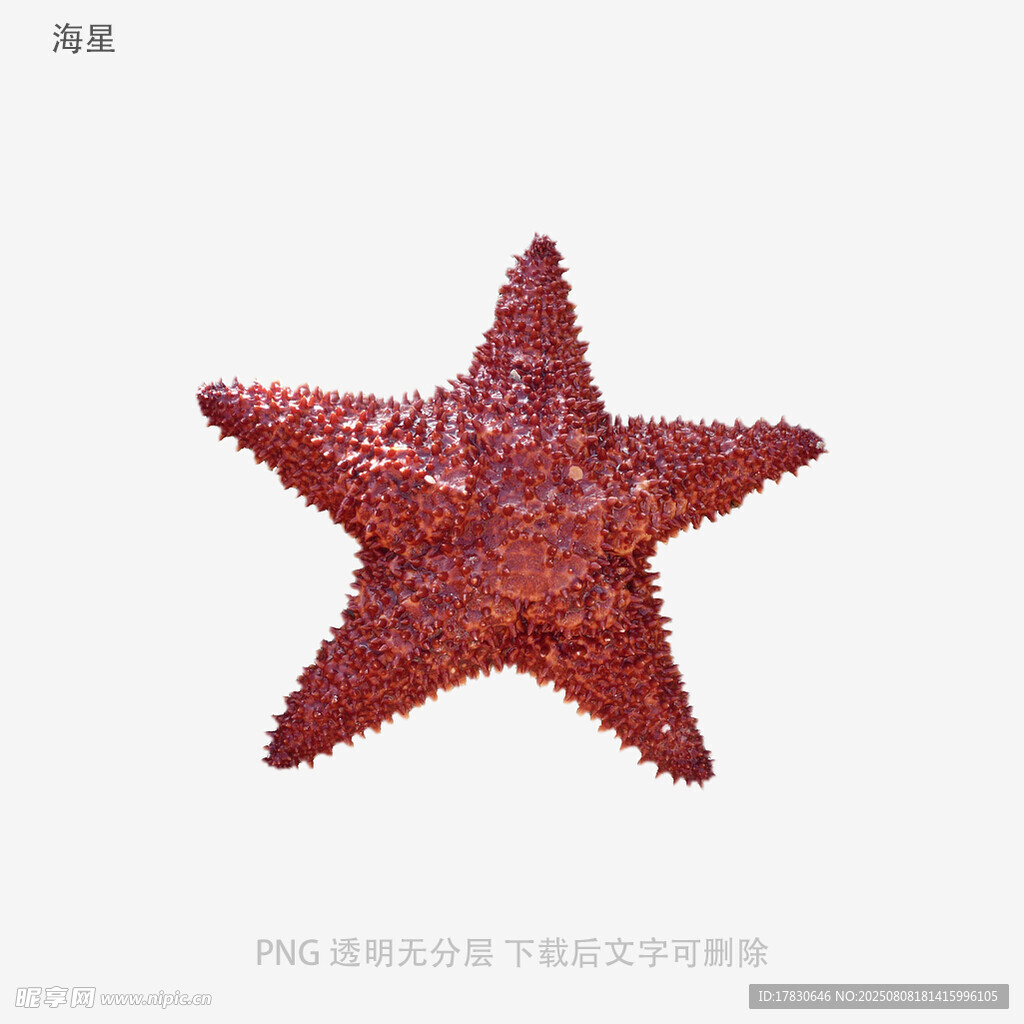 海星