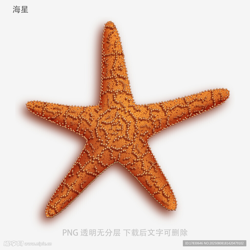 海星