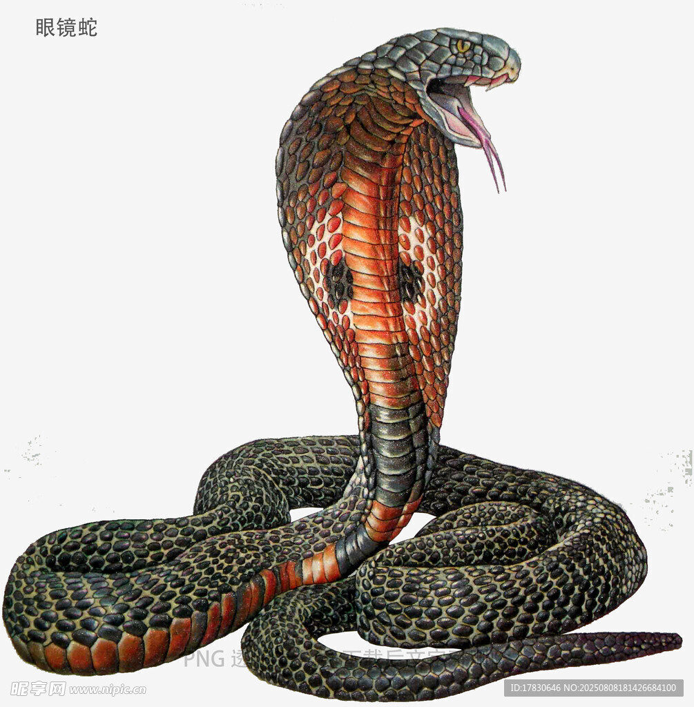 眼镜蛇