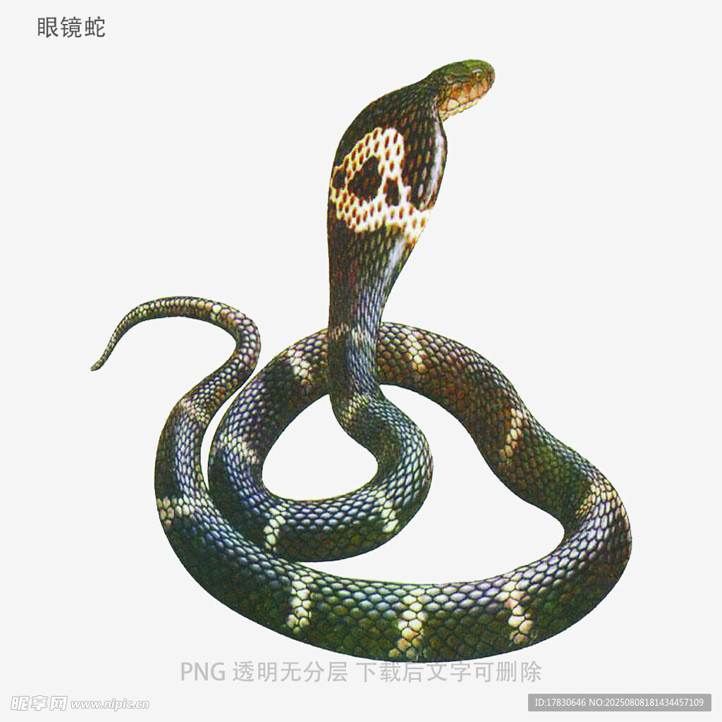 眼镜蛇