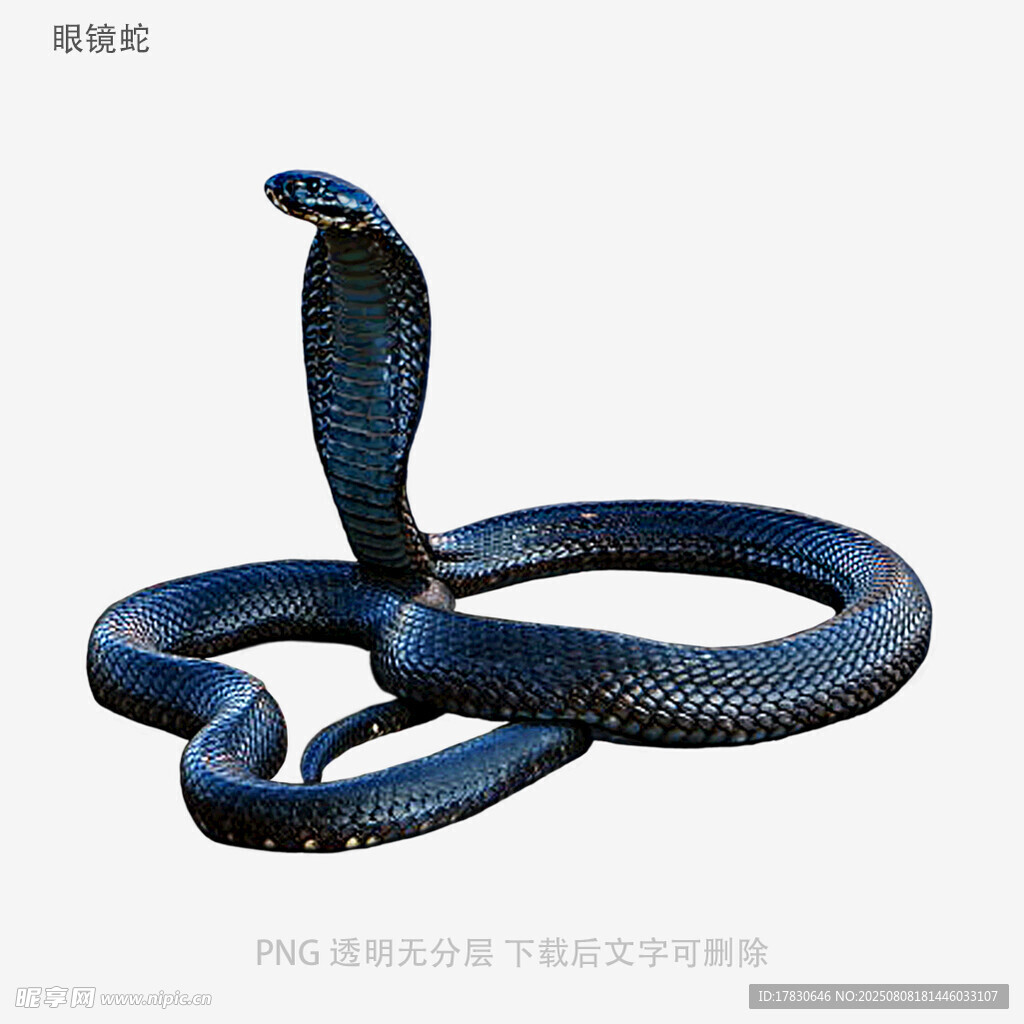 眼镜蛇