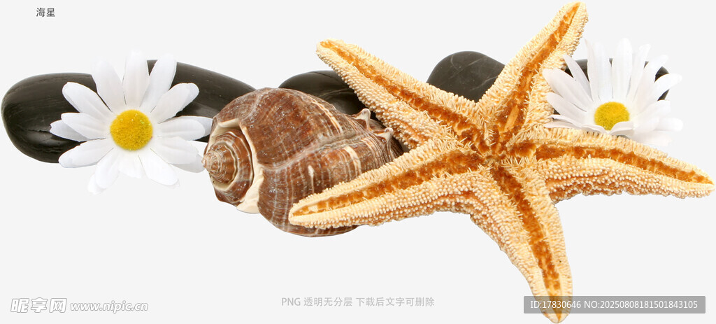 海星