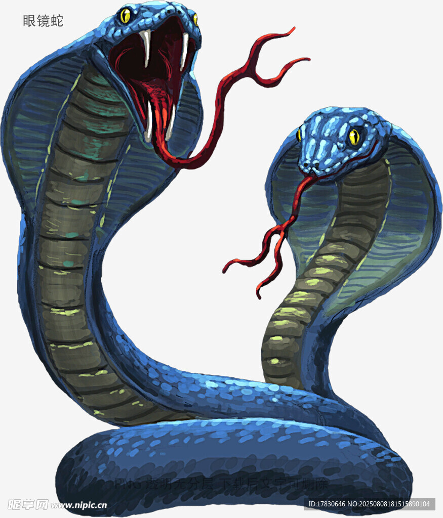 眼镜蛇