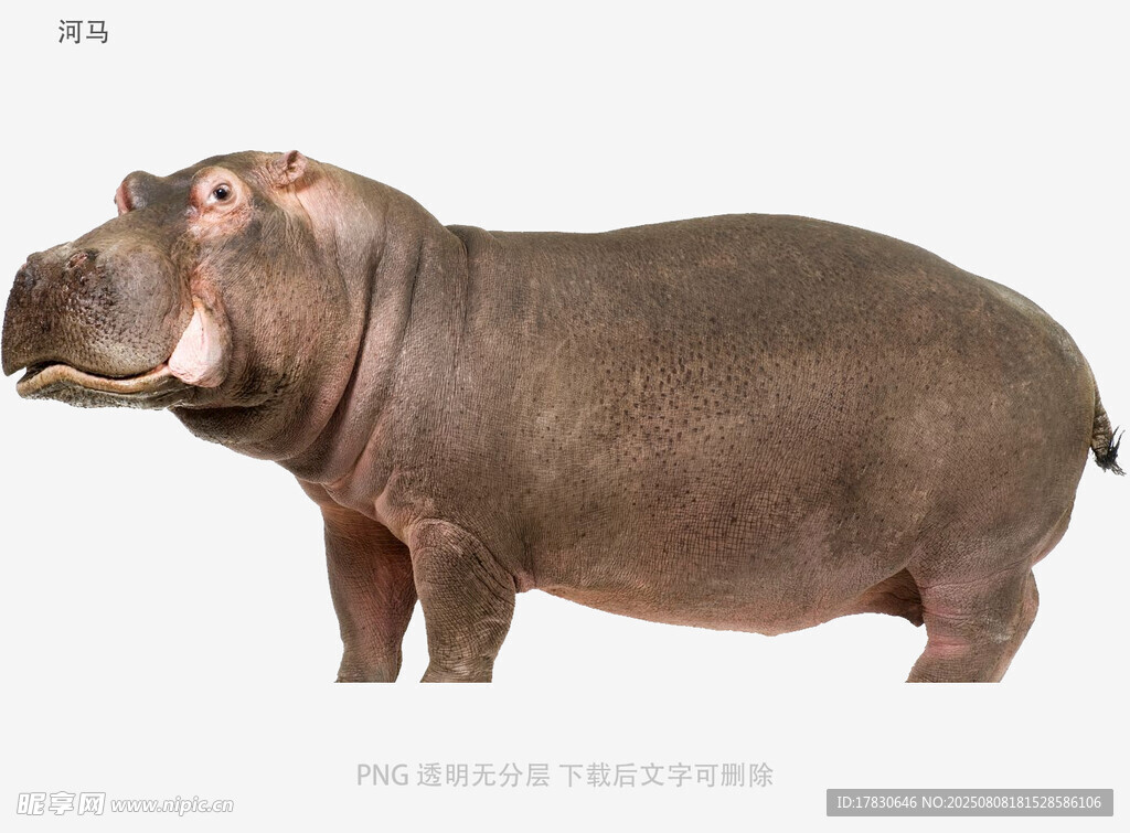 河马