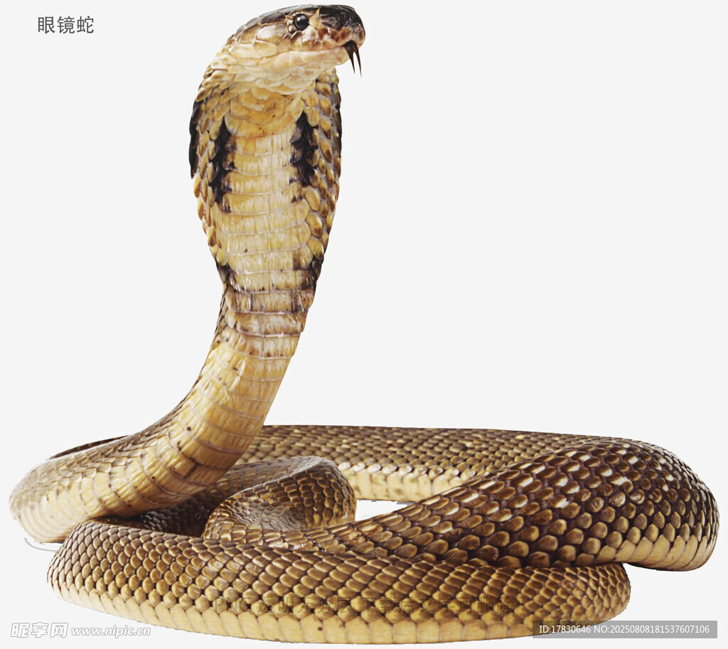 眼镜蛇