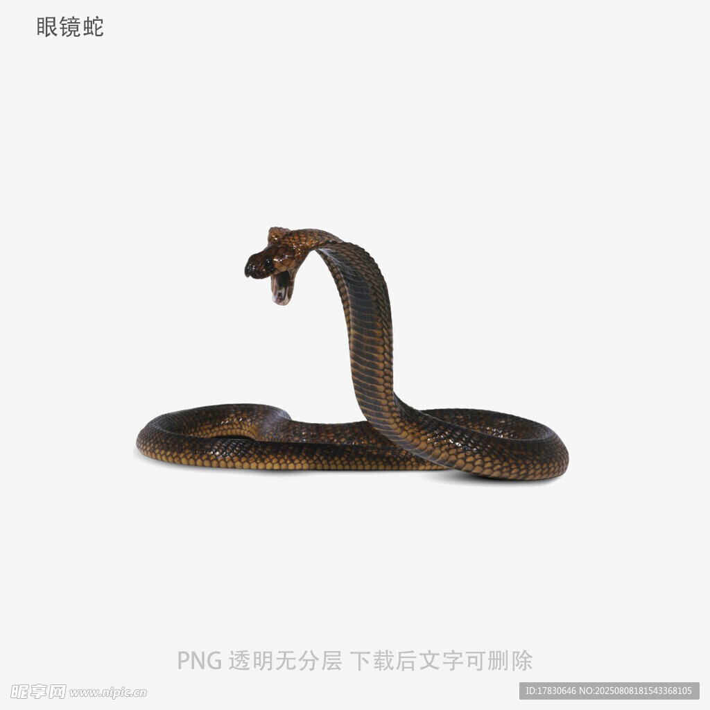 眼镜蛇