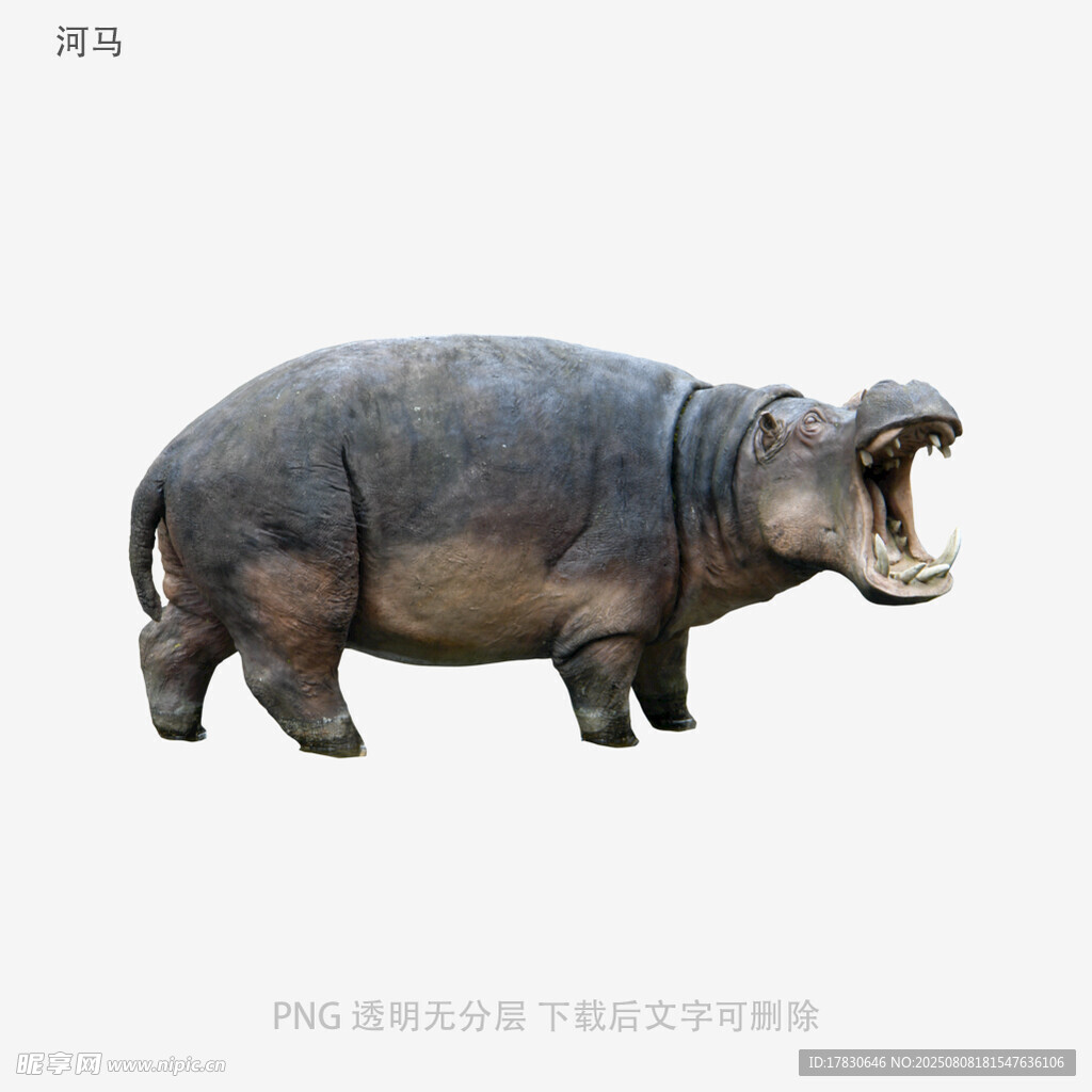 河马
