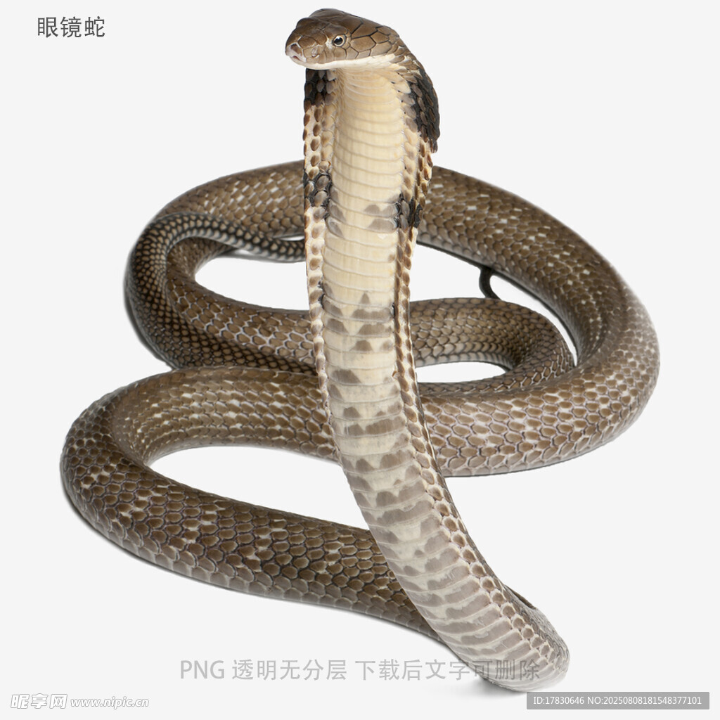 眼镜蛇